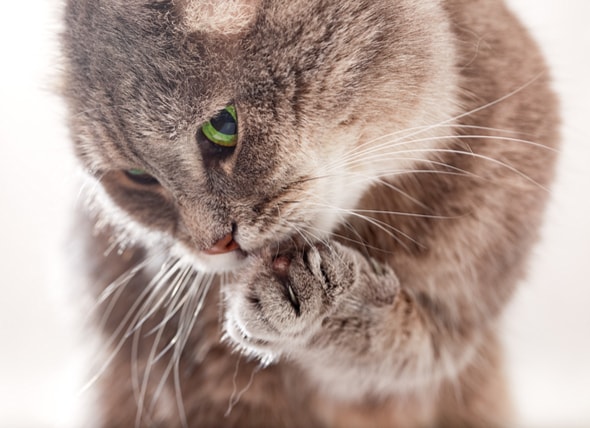 Skin Inflammation of the Paws  in Cats  petMD